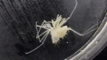 Media type: image;   Invertebrate Zoology 153116 Description: live specimen;